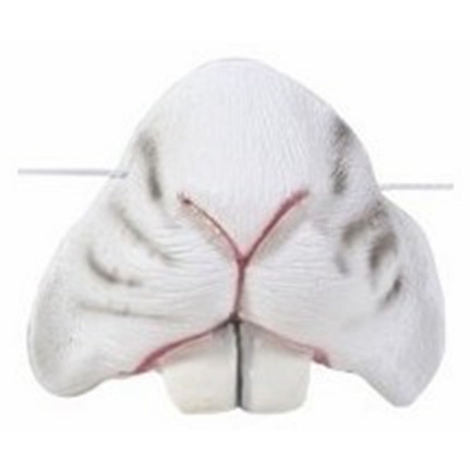 Animal Noses - Manchester Fancy Dress